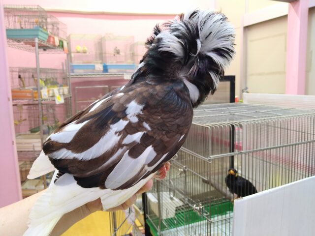 ジャコビンバト