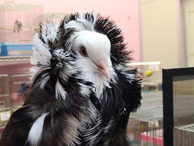 ジャコビン鳩再び！アレクサンダー様ご降臨✨