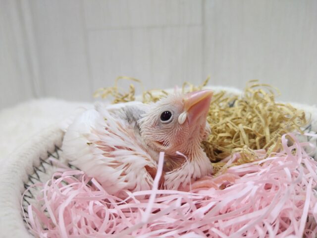 純白🤍ヒナヒナ白文鳥さん来ましたよ〜