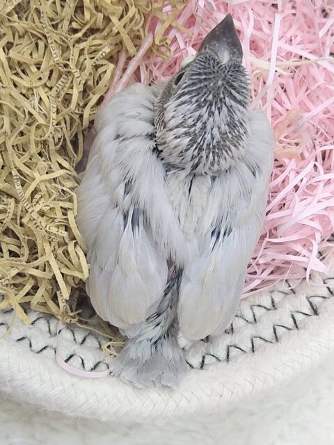 シルバー文鳥