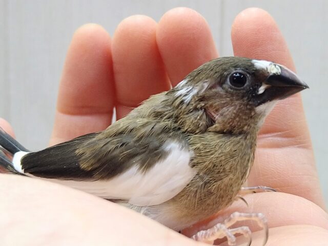 十姉妹（ジュウシマツ）