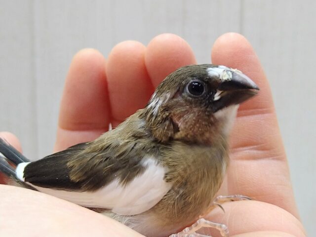 十姉妹（ジュウシマツ）