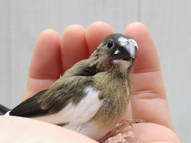 十姉妹（ジュウシマツ）