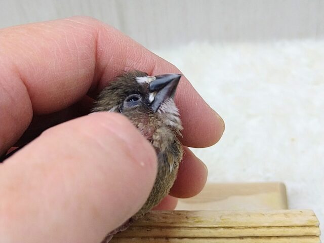 十姉妹（ジュウシマツ）