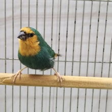 レアフィンチ！日の丸鳥さん🇯🇵いますよ〜