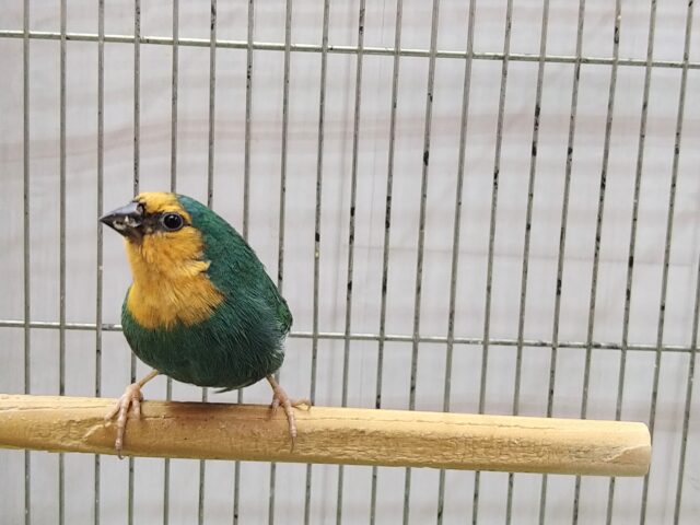 ヒノマルチョウ（日の丸鳥）