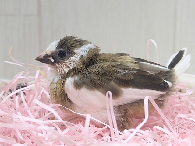 十姉妹（ジュウシマツ）