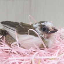 ミニミニなのに目力強めです！十姉妹ヒナさんいますよ〜