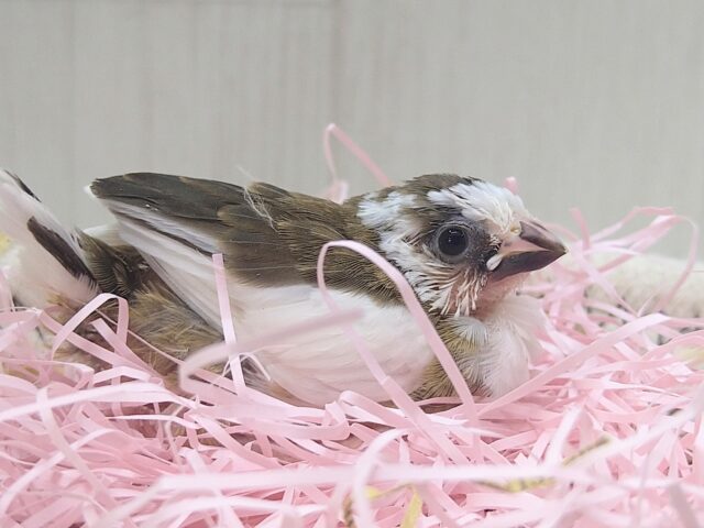 ミニミニなのに目力強めです！十姉妹ヒナさんいますよ〜