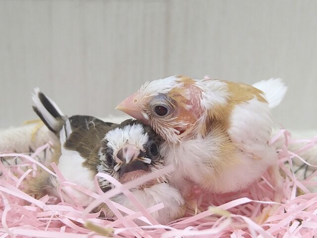 十姉妹（ジュウシマツ）