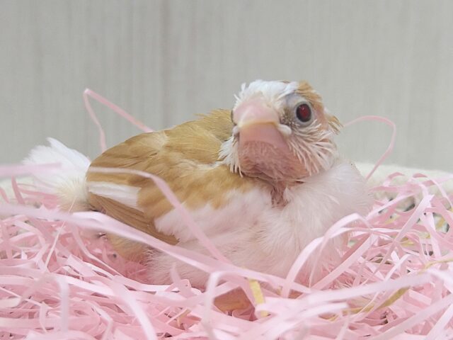 十姉妹（ジュウシマツ）