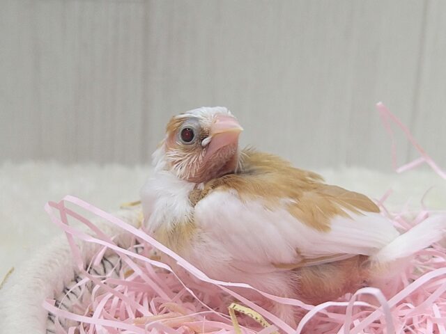 十姉妹（ジュウシマツ）