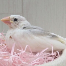 淡いピンクのクチバシが可愛い🌸白文鳥ヒナさんいますよ〜