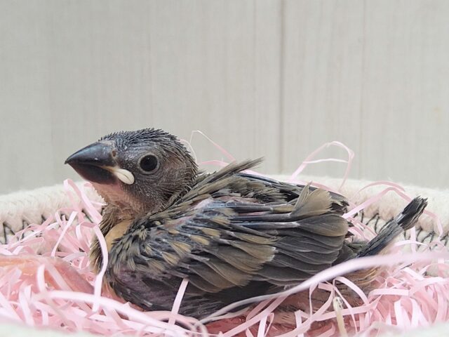 今限定！パヤパヤヒナ毛の桜文鳥ヒナさんきましたよ〜