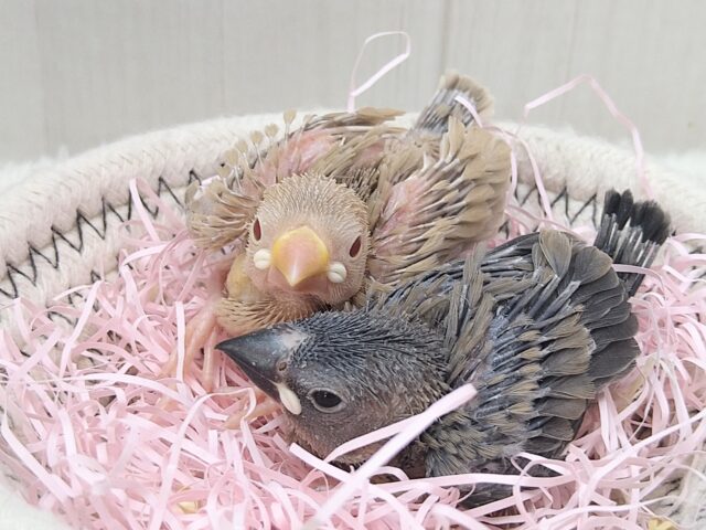 シナモン文鳥
