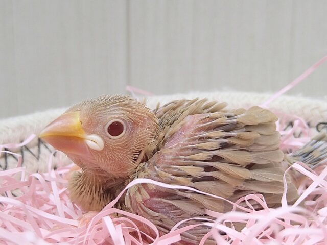 キラキラ❇️ルビーアイがチャームポイント！シナモン文鳥ヒナさんきましたよ〜