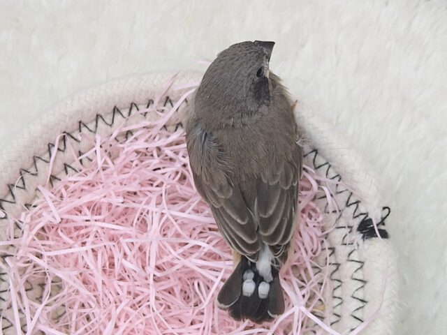 錦花鳥（キンカチョウ）