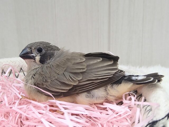 錦花鳥（キンカチョウ）