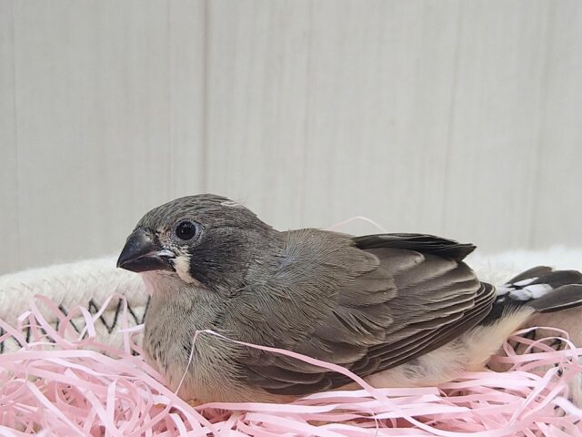 錦花鳥（キンカチョウ）