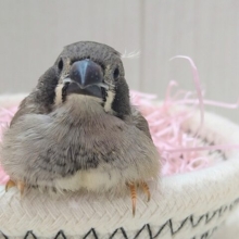 黒いほっぺがチャームポイント💕キンカ鳥ヒナさんブラックチーク