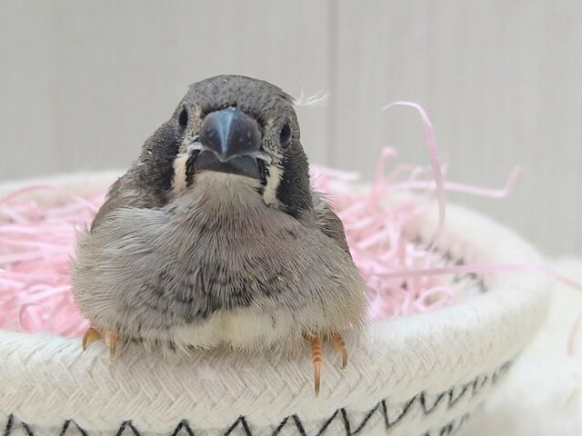 黒いほっぺがチャームポイント💕キンカ鳥ヒナさんブラックチーク