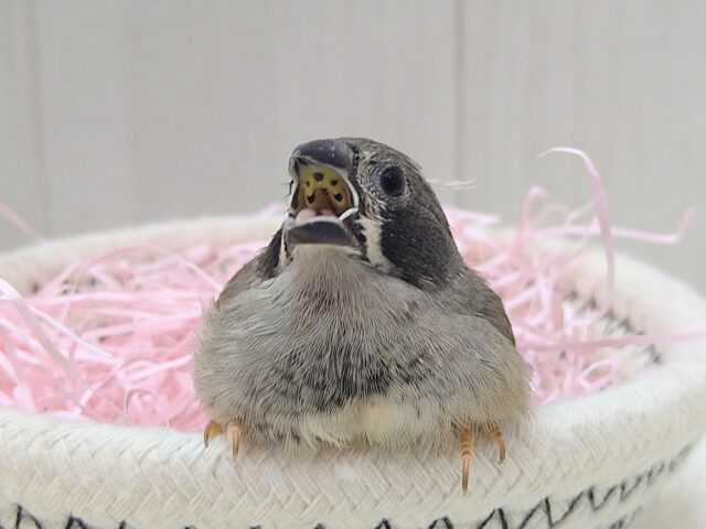 錦花鳥（キンカチョウ）