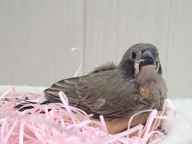 錦花鳥（キンカチョウ）