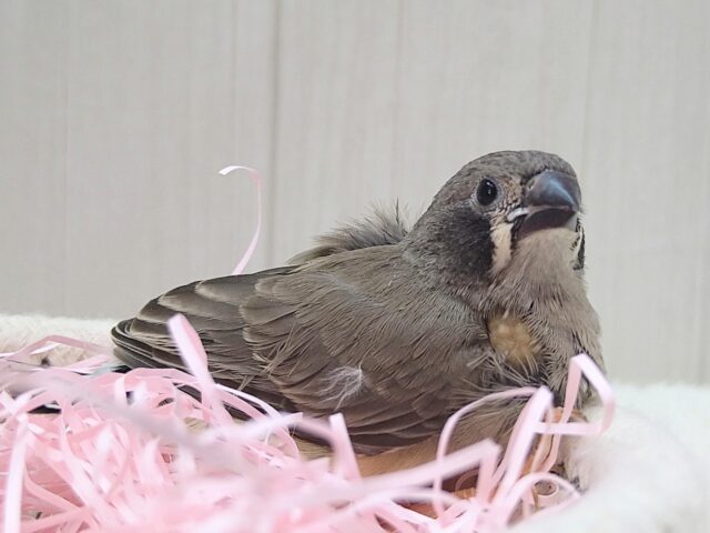 錦花鳥（キンカチョウ）
