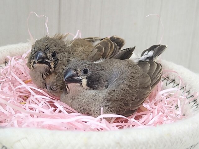 錦花鳥（キンカチョウ）