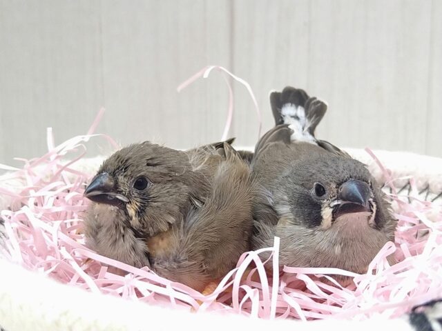 錦花鳥（キンカチョウ）