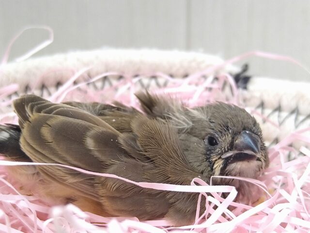 錦花鳥（キンカチョウ）