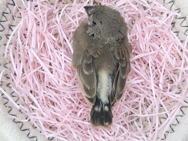 錦花鳥（キンカチョウ）