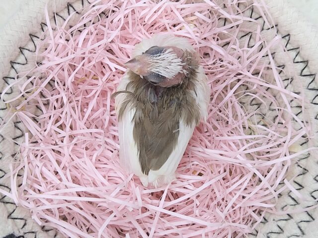 十姉妹（ジュウシマツ）