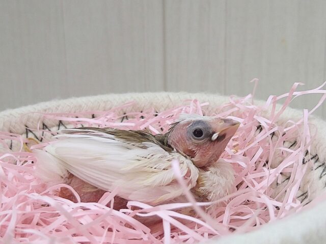 十姉妹（ジュウシマツ）