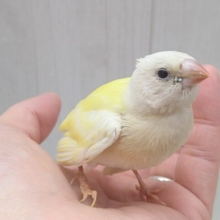 最新画像あります！レアです❗️イエローコキン鳥ヒナさんいますよ〜