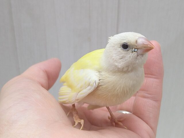 最新画像あります！レアです❗️イエローコキン鳥ヒナさんいますよ〜