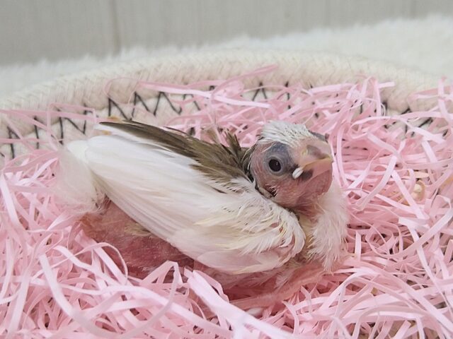 十姉妹（ジュウシマツ）