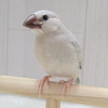 最新画像・動画あります！渋カッコイイ文鳥のヒナさん来ましたよ〜シルバー文鳥