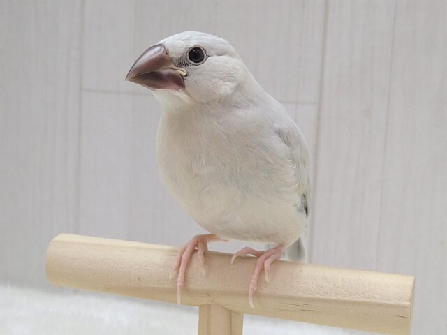 最新画像・動画あります！渋カッコイイ文鳥のヒナさん来ましたよ〜シルバー文鳥