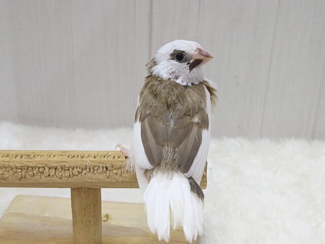 十姉妹（ジュウシマツ）