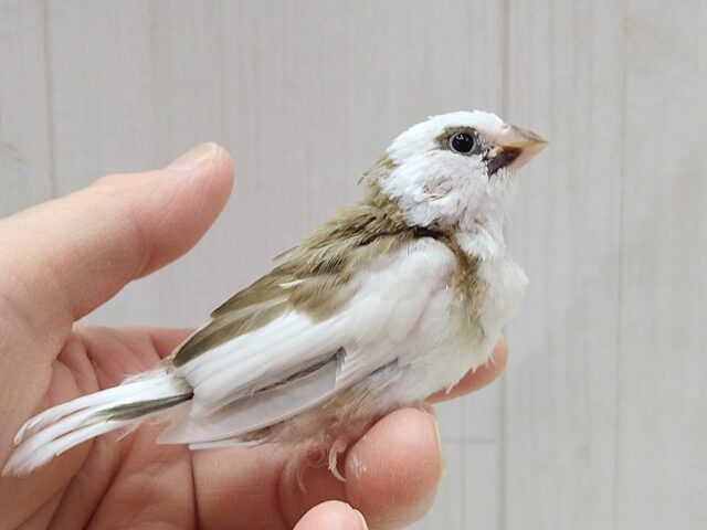 十姉妹（ジュウシマツ）