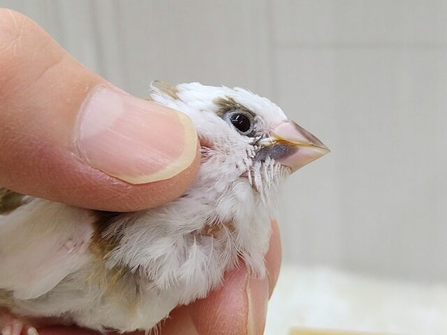 十姉妹（ジュウシマツ）