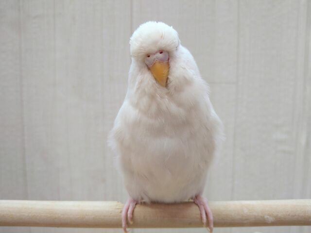 ジャンボセキセイインコ