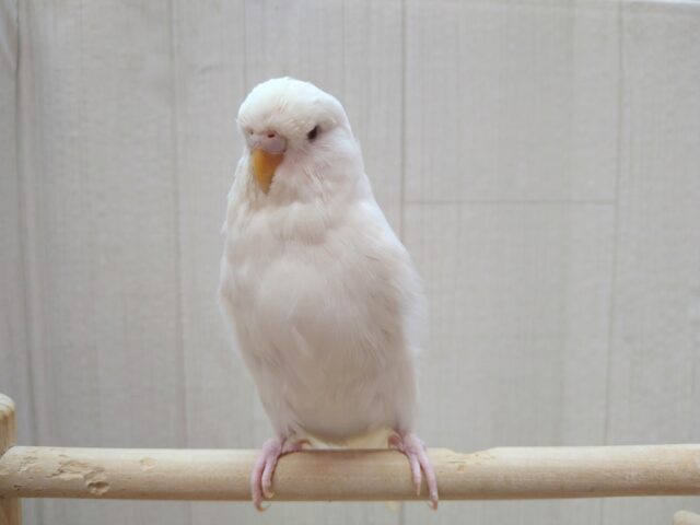 ジャンボセキセイインコ