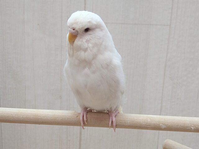 ジャンボセキセイインコ
