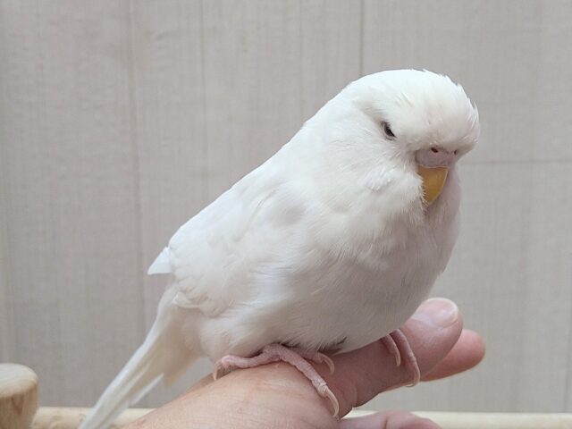ジャンボセキセイインコ