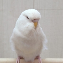 最新画像あります！大きな純白天使👼ジャンボセキセイインコのしらたまさん🤍