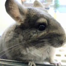 最新画像有ります⭐️まん丸おめめがキュートな子っ❣️チンチラのバイオレット！！