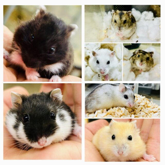 珍種！珍カラ！がやってきた今週の柏店ハム情報♪♪