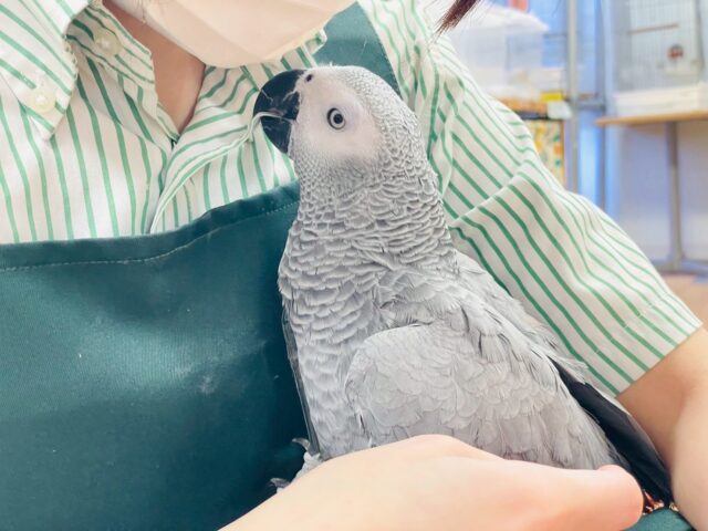 【最新画像】待ちに待ったヨウムちゃん登場です☆☆